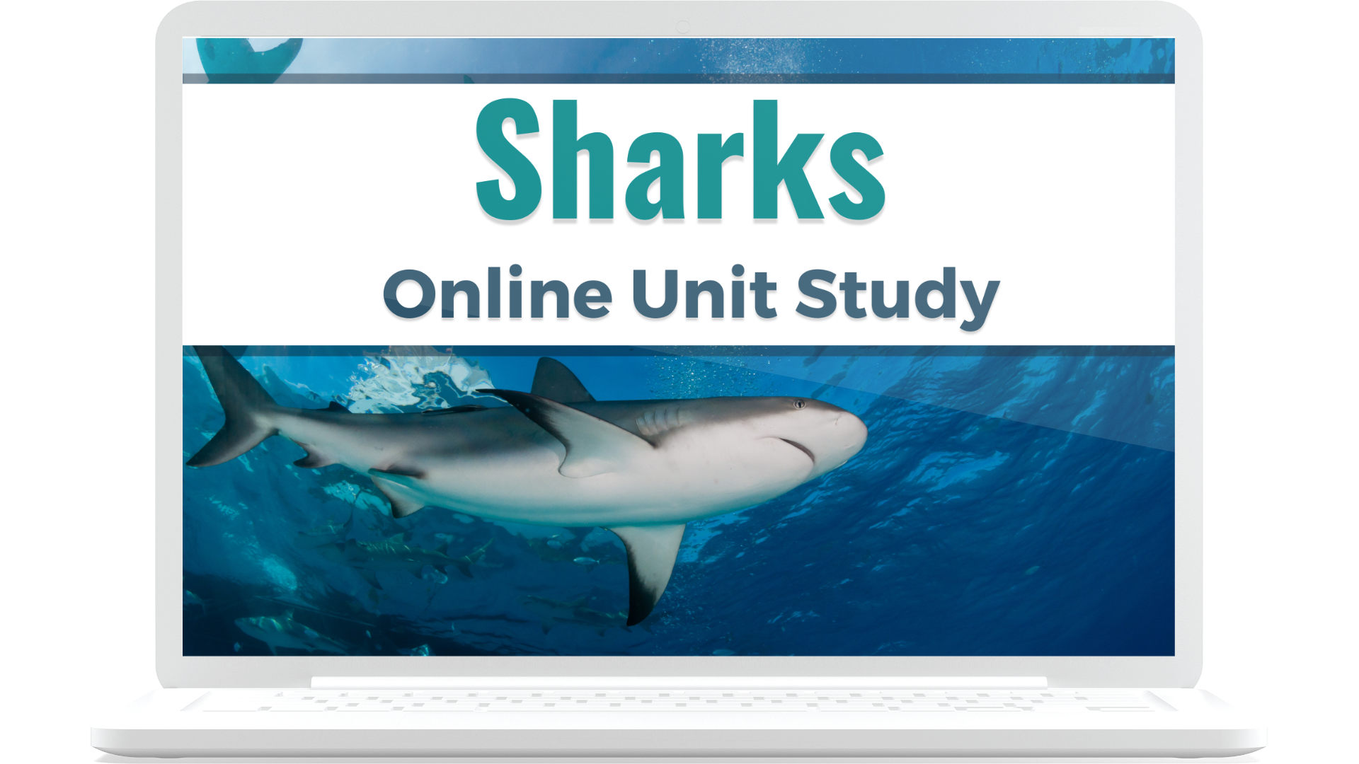 sharks unit study